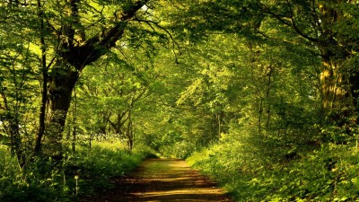 جنگل-سبز-منظره-طبیعت